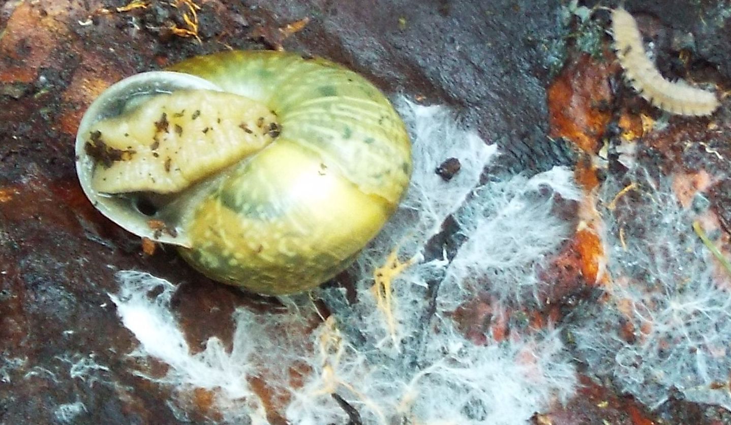 Chiocciole da identificare: Arianta arbustorum